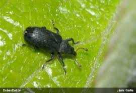 Attēlu rezultāti vaicājumam “Magdalis sp.”