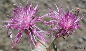 Attēlu rezultāti vaicājumam “Centaurea stoebe”