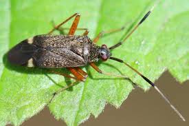 Attēlu rezultāti vaicājumam “Closterotomus biclavatus nymph”