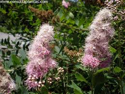 Attēlu rezultāti vaicājumam “Spiraea salicifolia”