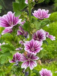 Image result for Malva sylvestris 'Zebrina'