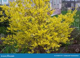 Attēlu rezultāti vaicājumam “Forsythia viridissima flower”