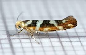 Attēlu rezultāti vaicājumam “Argyresthiidae”