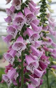 Image result for Digitalis purpurea
