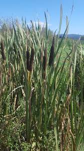 Attēlu rezultāti vaicājumam “Typha latifolia”
