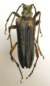 Attēlu rezultāti vaicājumam “Stenocorus meridianus”