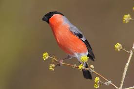 Attēlu rezultāti vaicājumam “Pyrrhula pyrrhula male”