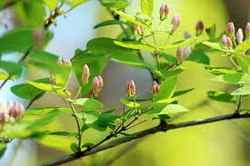 Attēlu rezultāti vaicājumam “Lonicera tatarica bud”