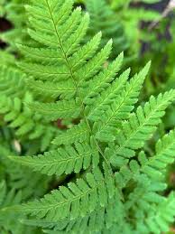 Attēlu rezultāti vaicājumam “Dryopteris”