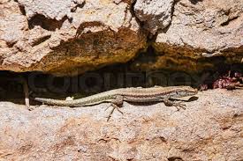 Attēlu rezultāti vaicājumam “Lacerta vivipara”