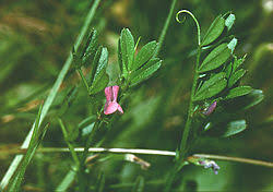 Attēlu rezultāti vaicājumam “Vicia lathyroides leaf”