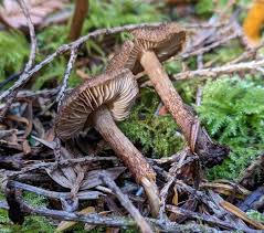 Attēlu rezultāti vaicājumam “Inocybe lanuginosa”
