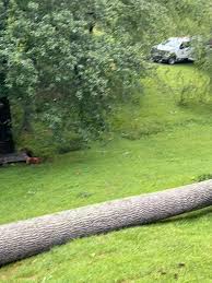 Image result for Leicester City Tornadoes