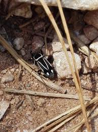 Attēlu rezultāti vaicājumam “Planaphrodes sp.”