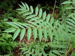 Attēlu rezultāti vaicājumam “Rhus typhina leaf”