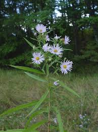 Image result for Aster novi-belgii