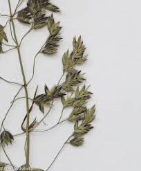 Attēlu rezultāti vaicājumam “Poa humilis”