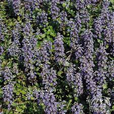 Attēlu rezultāti vaicājumam “Ajuga genevensis flower”