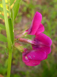 Attēlu rezultāti vaicājumam “Vicia sylvatica bud”