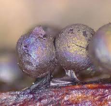 Attēlu rezultāti vaicājumam “Lamproderma pseudomaculatum spores”