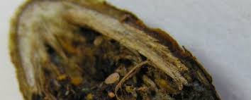 Attēlu rezultāti vaicājumam “Lasioptera rubi larva”