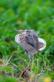 Image result for Gallinago media