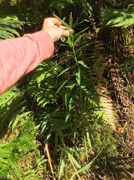 Attēlu rezultāti vaicājumam “Polygonatum verticillatum leaf”