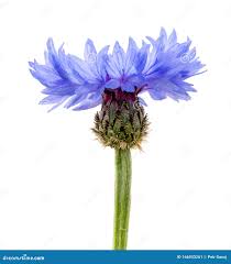 Attēlu rezultāti vaicājumam “Cyanus segetum”