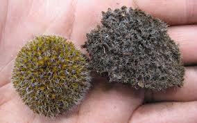 Attēlu rezultāti vaicājumam “Syntrichia ruralis var. ruralis”