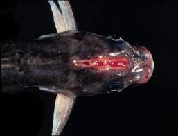 Image result for Coregonus huntsmani