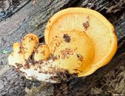 Attēlu rezultāti vaicājumam “Panellus serotinus”