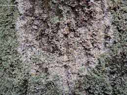 Attēlu rezultāti vaicājumam “Athelia arachnoidea”