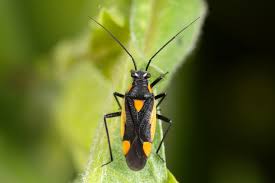 Attēlu rezultāti vaicājumam “Capsodes gothicus”
