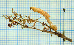 Attēlu rezultāti vaicājumam “Colostygia pectinataria male”