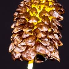 Attēlu rezultāti vaicājumam “Trifolium spadiceum”