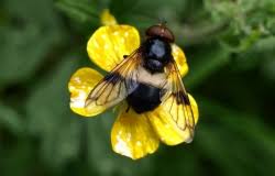 Attēlu rezultāti vaicājumam “Acalitus longisetosus”