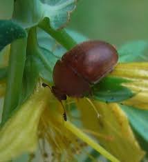 Attēlu rezultāti vaicājumam “Cychramus luteus”