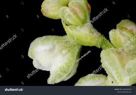 Attēlu rezultāti vaicājumam “Fallopia convolvulus leaf”