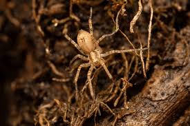 Attēlu rezultāti vaicājumam “Anyphaena accentuata male”