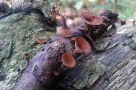 Attēlu rezultāti vaicājumam “Rutstroemia firma”