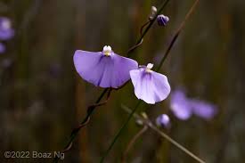 Attēlu rezultāti vaicājumam “Utricularia intermedia flower”