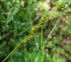 Attēlu rezultāti vaicājumam “Carex lepidocarpa leaf”
