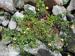 Image result for Potentilla erecta