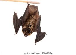 Attēlu rezultāti vaicājumam “Eptesicus nilssonii”