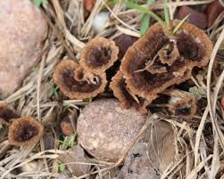 Attēlu rezultāti vaicājumam “Thelephora terrestris”