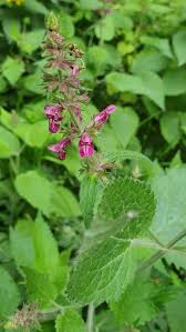 Attēlu rezultāti vaicājumam “Stachys sylvatica”