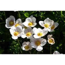 Attēlu rezultāti vaicājumam “Anemone sylvestris”