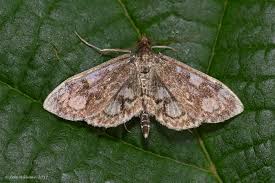 Attēlu rezultāti vaicājumam “Anania stachydalis”