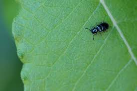 Attēlu rezultāti vaicājumam “Korynetes caeruleus”