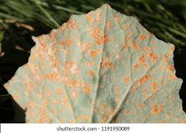 Attēlu rezultāti vaicājumam “Coleosporium sp.”